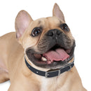 CF Pet Collar