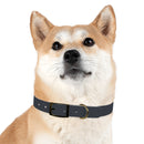 CF Pet Collar
