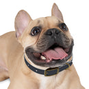 CF Pet Collar