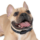 CF Pet Collar