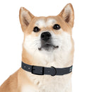 CF Pet Collar