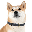 CF Pet Collar
