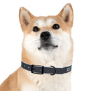 CF Pet Collar